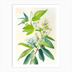 Wild Quinine Wildflower Watercolour Art Print