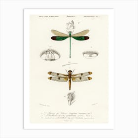 Different Types Of Dragonflies, Charles Dessalines D'Orbigny Art Print