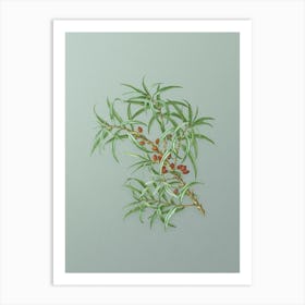 Vintage Common Sea Buckthorn Botanical Art on Mint Green n.0994 Art Print