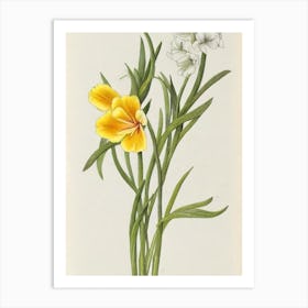 Freesia Vintage Botanical Flower Art Print