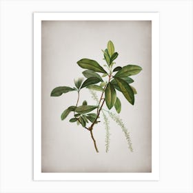 Vintage Swamp Titi Leaves Botanical on Parchment n.0283 Art Print