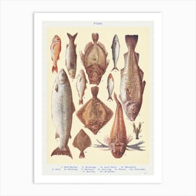 Fish I Red Mullet Art Print