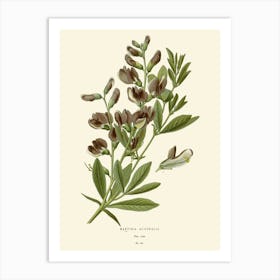 Botanical Print 6 Art Print