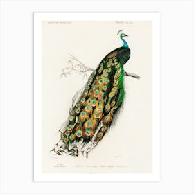 Peacock 1 Art Print