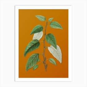 Vintage Balsam Poplar Leaves Botanical on Sunset Orange Art Print