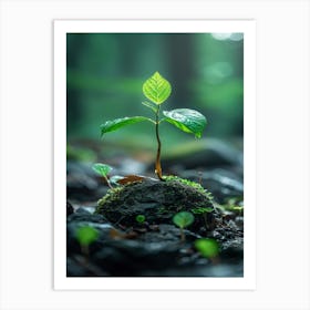 Tree Growing On A Rock Art Print