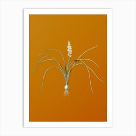 Vintage Lachenalia Angustifolia Botanical on Sunset Orange n.0184 Art Print