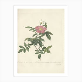 Rose Illustration, Pierre Joseph Redoute, Pierre Joseph Redoute(150) Art Print