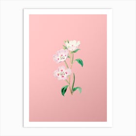 Vintage Pink Oenothera Flower Botanical on Soft Pink n.0255 Art Print