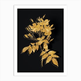 Vintage Musk Rose Botanical in Gold on Black n.0539 Art Print