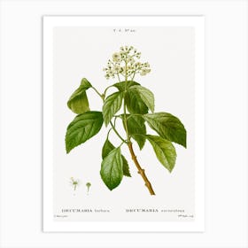 Climbing Hydrangea, Pierre Joseph Redoute Art Print