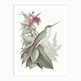 Hummingbird In Foliage Vintage Botanical Line Drawing Art Print