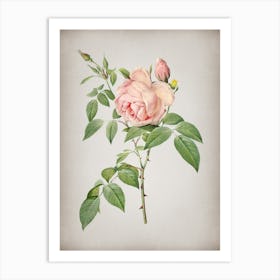 Vintage Fragrant Rosebush Botanical on Parchment n.0468 Art Print