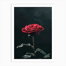 Dark Rose 82 Art Print