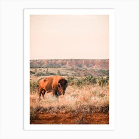 Bison At Sunset Art Print
