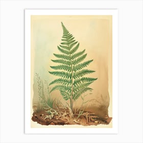 Vintage Illustration Sensitive Fern 1 Art Print