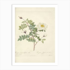 Rose Illustration, Pierre Joseph Redoute (54) Art Print