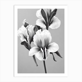 Iris B&W Pencil 2 Flower Art Print