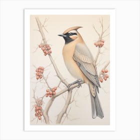 Vintage Bird Drawing Cedar Waxwing 2 Art Print