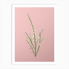 Vintage White Broom Botanical on Soft Pink n.0096 Art Print