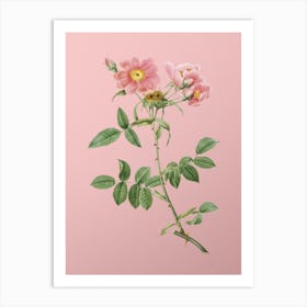 Vintage Lady Monson Rose Bloom Botanical on Soft Pink n.0727 Art Print