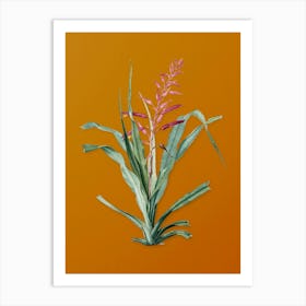 Vintage Pitcairnia Bromeliaefolia Botanical on Sunset Orange n.0836 Art Print
