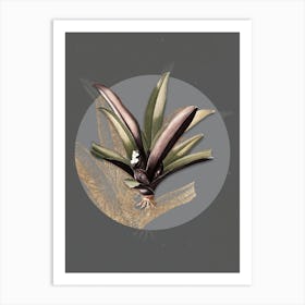 Vintage Botanical Boat Lily on Circle Gray on Gray n.0226 Art Print