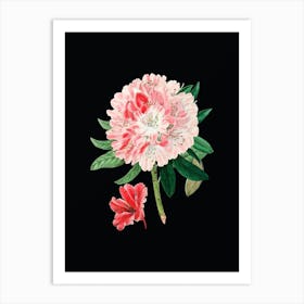 Vintage Rhododendron Flower Botanical Illustration on Solid Black n.0606 Art Print