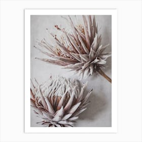 Dried King Protea Flowers Art Print