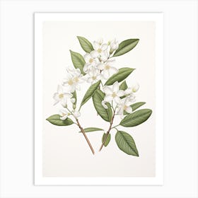 Jasmine Flower Vintage Botanical 0 Art Print
