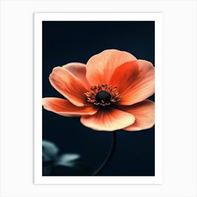 Anemone Flower Art Print