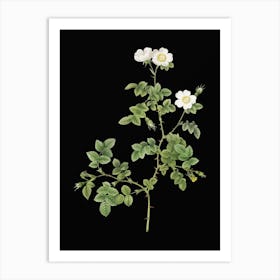Vintage White Sweetbriar Rose Botanical Illustration on Solid Black n.0352 Art Print