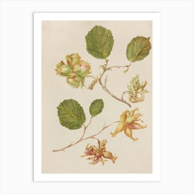 Hazelnuts Art Print