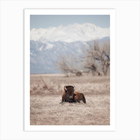 Sleepy Bison Art Print