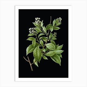 Vintage American Bittersweet Botanical Illustration on Solid Black n.0928 Art Print