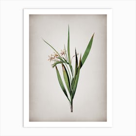 Vintage White Baboon Root Botanical on Parchment n.0617 Art Print