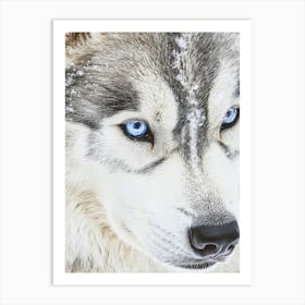 Husky Dog With Blue Eyes. Generated with AI. Art Print 1 Art Print