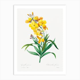 Wallflower, Pierre Joseph Redouté Art Print