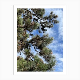 Pine Tree With Blue Sky Art Print