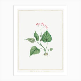 Begonia Erminea, Pierre Joseph Redoute Art Print