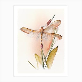 Eastern Amberwing Dragonfly Watercolour Ink Pencil 1 Art Print