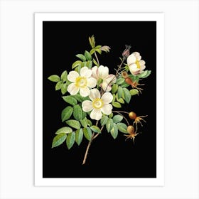 Vintage White Candolle Rose Botanical Illustration on Solid Black n.0820 Art Print