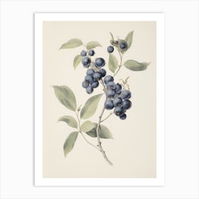 Antique Berry Watercolor Painting Art Print