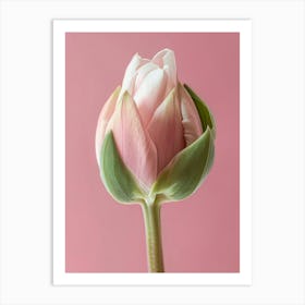 Pink Tulip Art Print