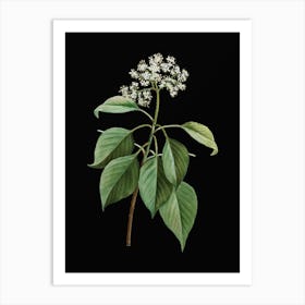 Aatra Vintage Pagoda Dogwood Botanical Illustration On Solid Black N Art Print