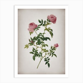 Vintage Rose of the Hedges Botanical on Parchment n.0311 Art Print