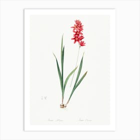 Ixia Patens, Pierre Joseph Redoute Art Print