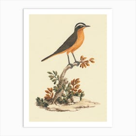 Ruppell S Robin Chat, Luigi Balugani Art Print