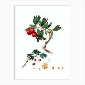 Vintage Red Thorn Apple Botanical Illustration on Pure White Art Print