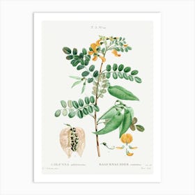 Bladder Senna, Pierre Joseph Redoute Art Print